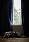 When They Wait by the Door: Helping a Dog With Separation Anxiety—and Keeping Their Story Close - Nordsprite
