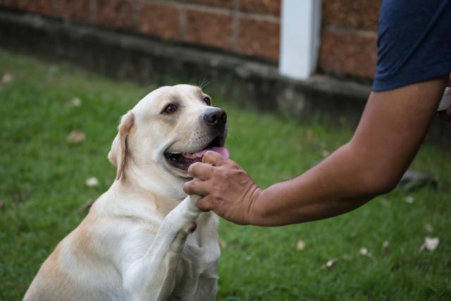 Save 500 dogs from animal rescue agencies