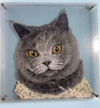 Classic Pet Portrait — 5 Layer Acrylic
